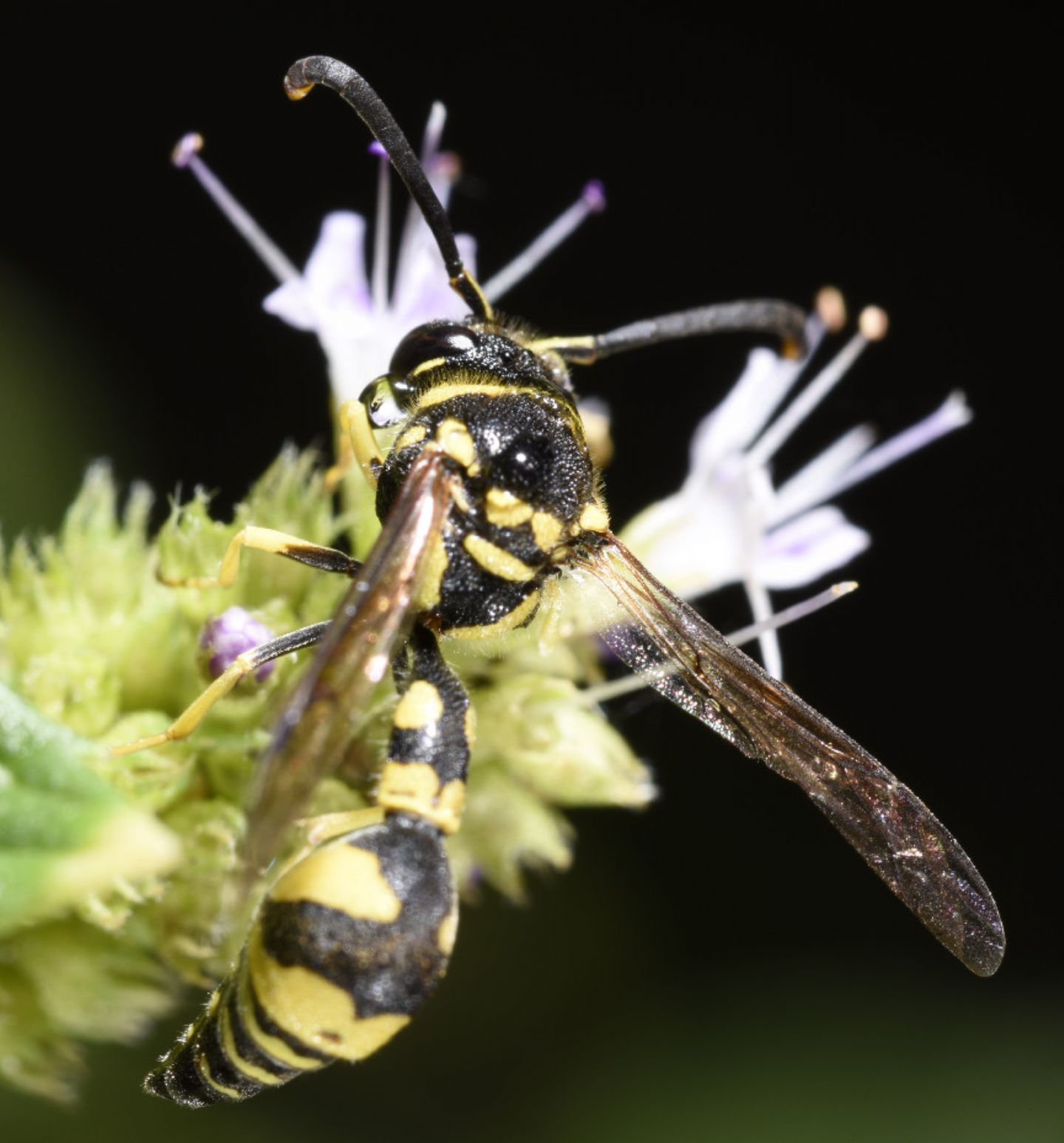 Vespidae Eumeninae: Eumenes  mediterraneus, maschio